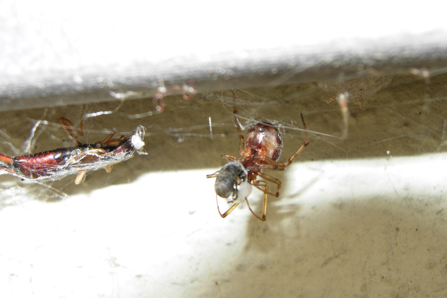 Nigma puella e Steatoda triangulosa